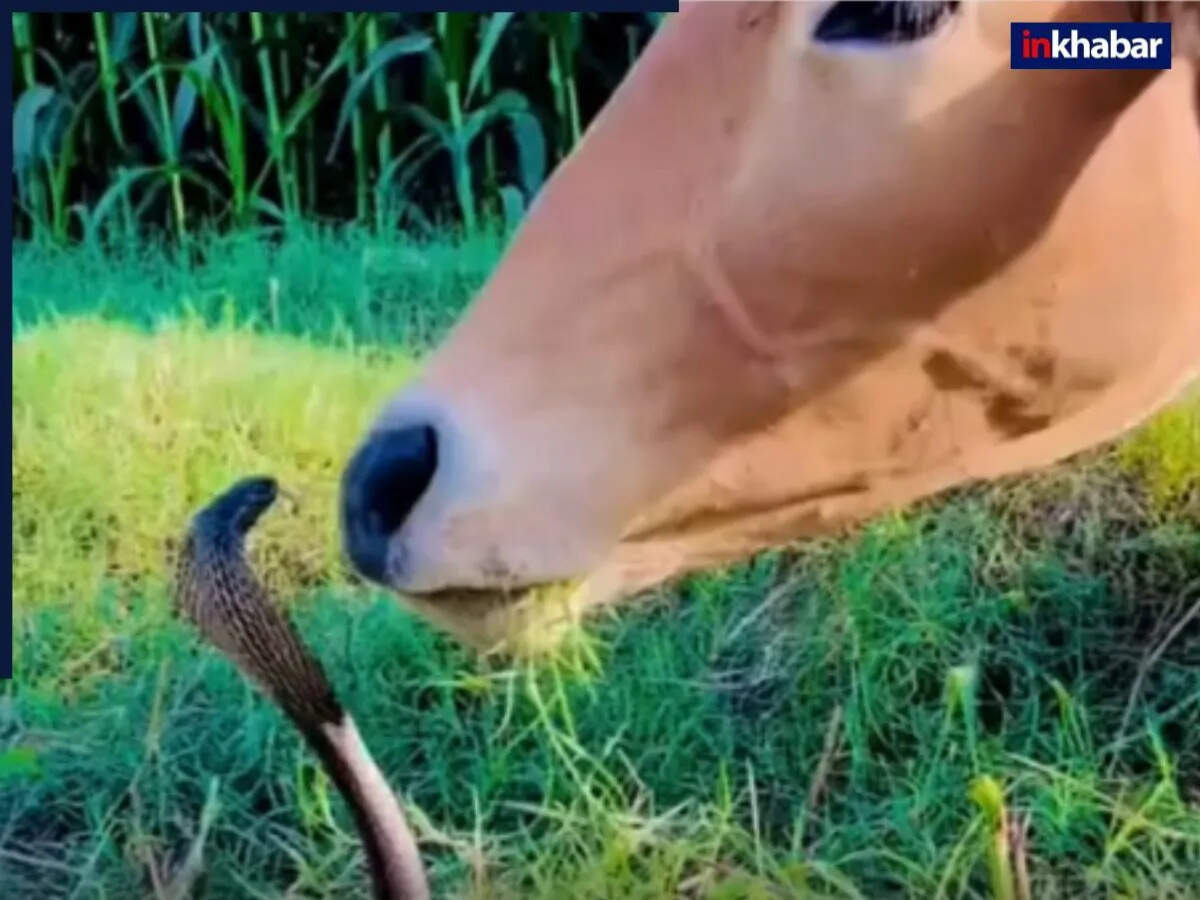 गाय और किंग कोबरा का अनोखा वीडियो सोशल मीडिया पर वायरल