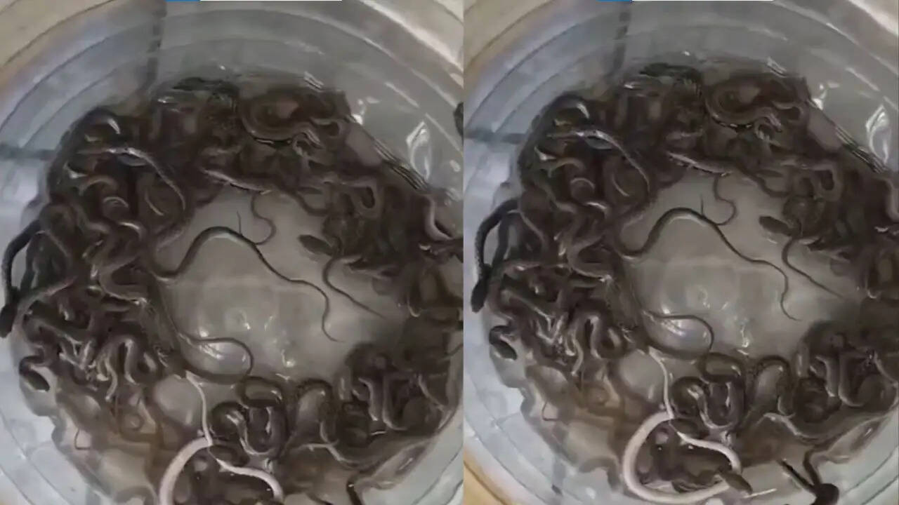 हरिद्वार में पानी के टैंक से निकले 27 सांप के बच्चे, जानें पूरी कहानी
