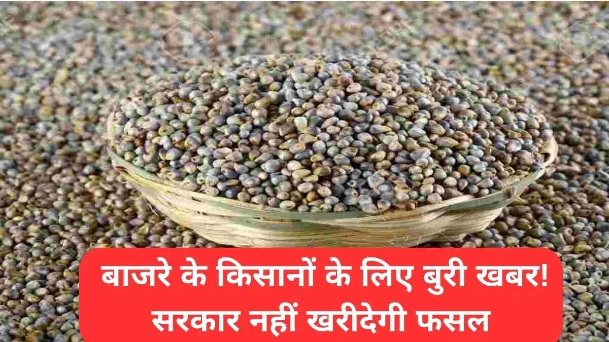 हरियाणा में बाजरे की फसल पर किसानों की चिंता: भावांतर योजना से मिलेगी राहत
