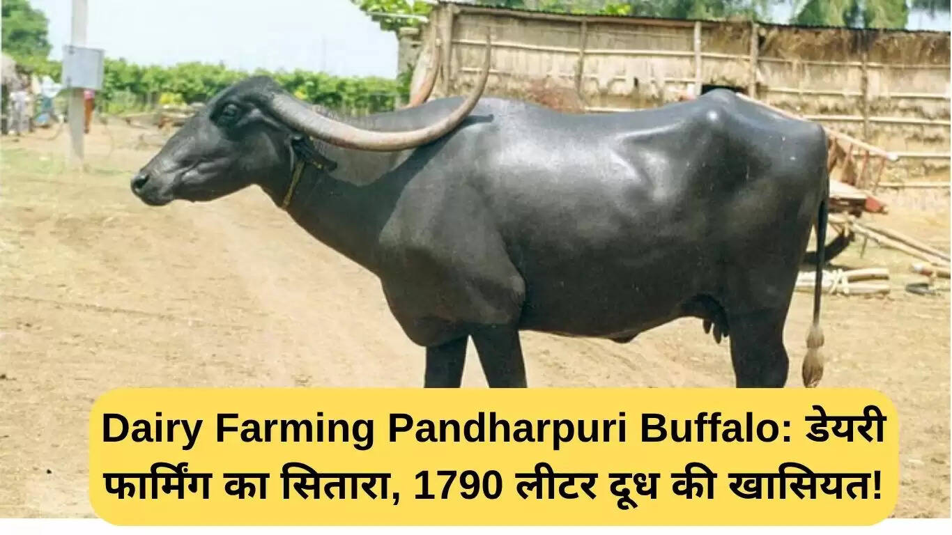 पंढरपुरी भैंस: डेयरी फार्मिंग की चमकती सितारा