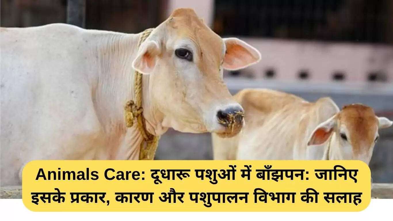दूधारू पशुओं में बाँझपन: प्रकार, कारण और पशुपालन विभाग की सलाह