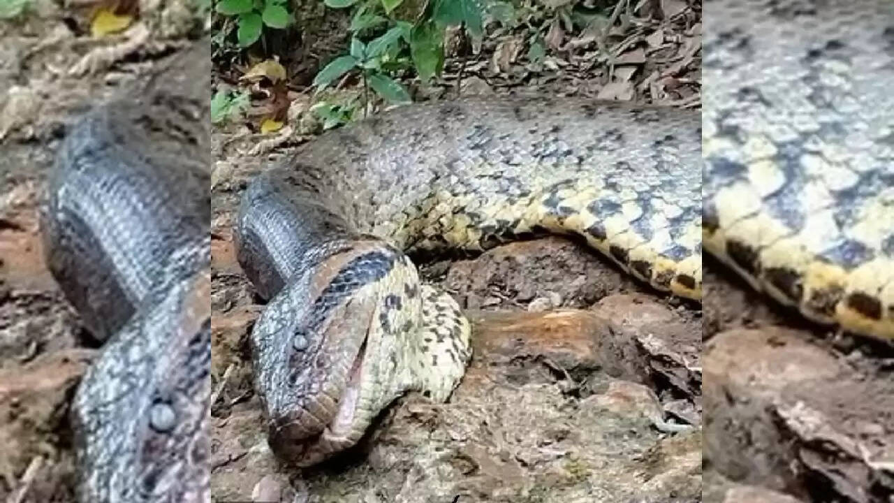 इंडोनेशिया में अजगर के हमले से किसान की मौत, ग्रामीणों में हड़कंप