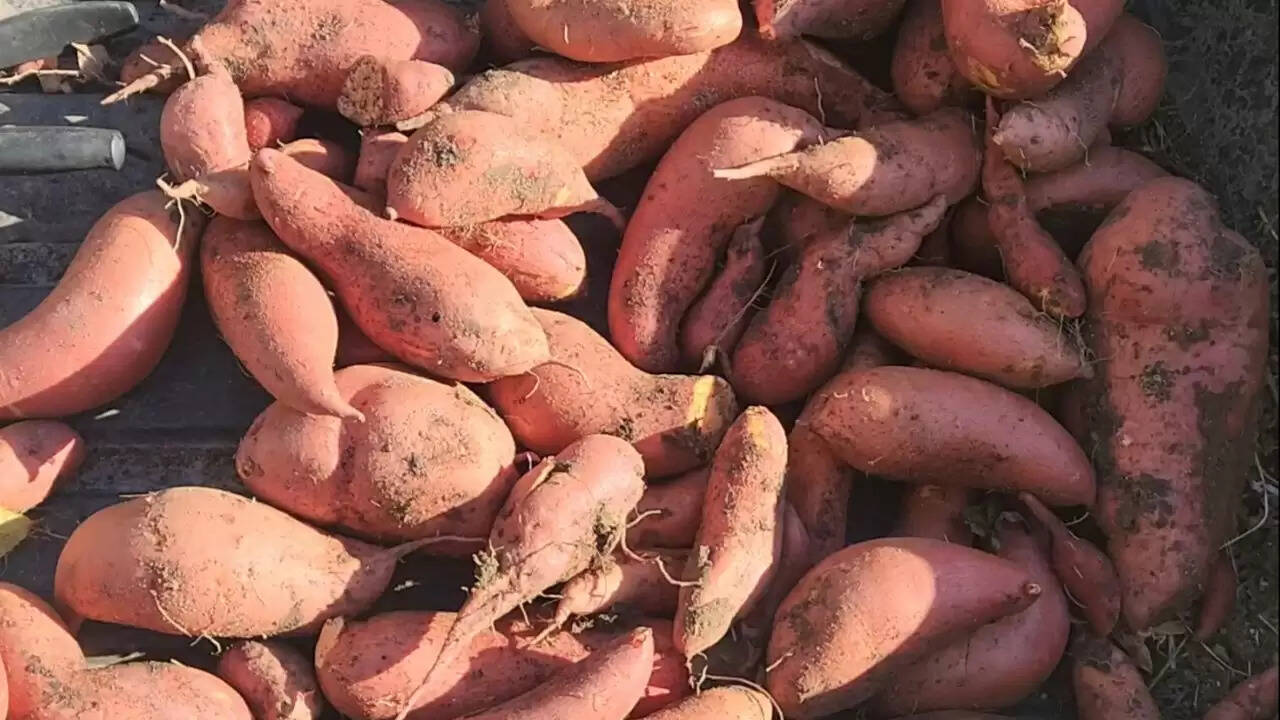 शकरकंद: सर्दियों का सुपरफूड जो सेहत के लिए है वरदान