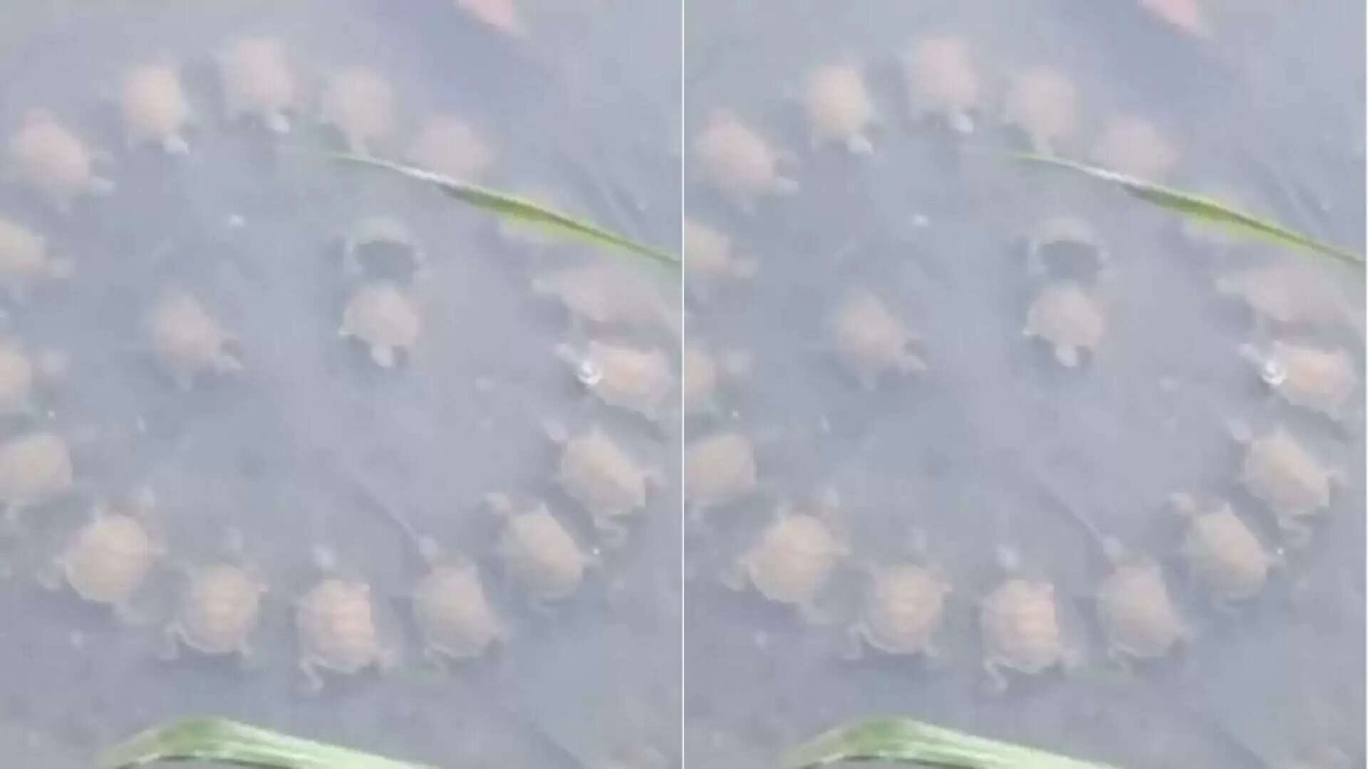 कछुओं की अनोखी बैठक ने सोशल मीडिया पर मचाई धूम
