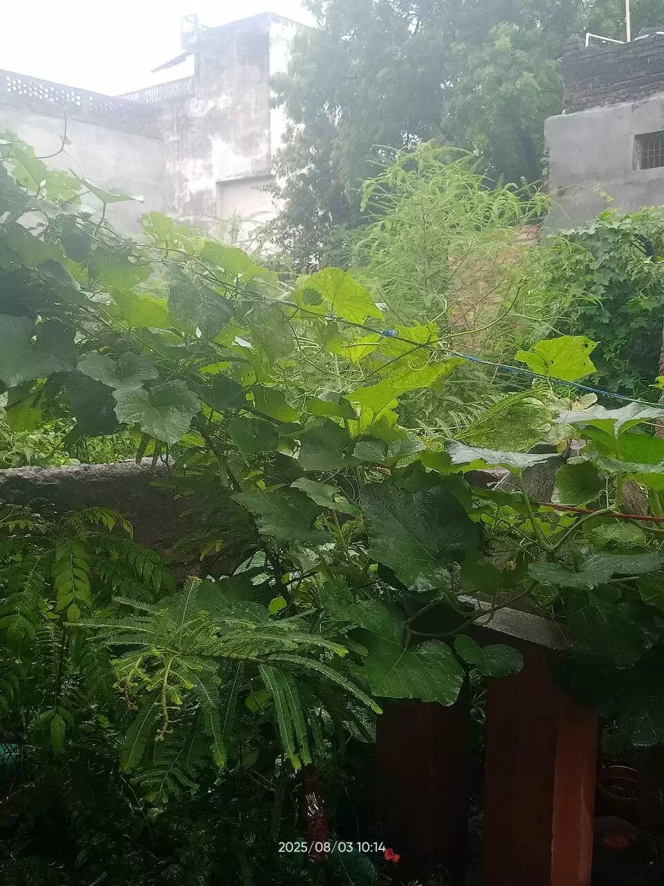 नौतनवा में बारिश से मौसम में आई राहत, गर्मी से मिली निजात