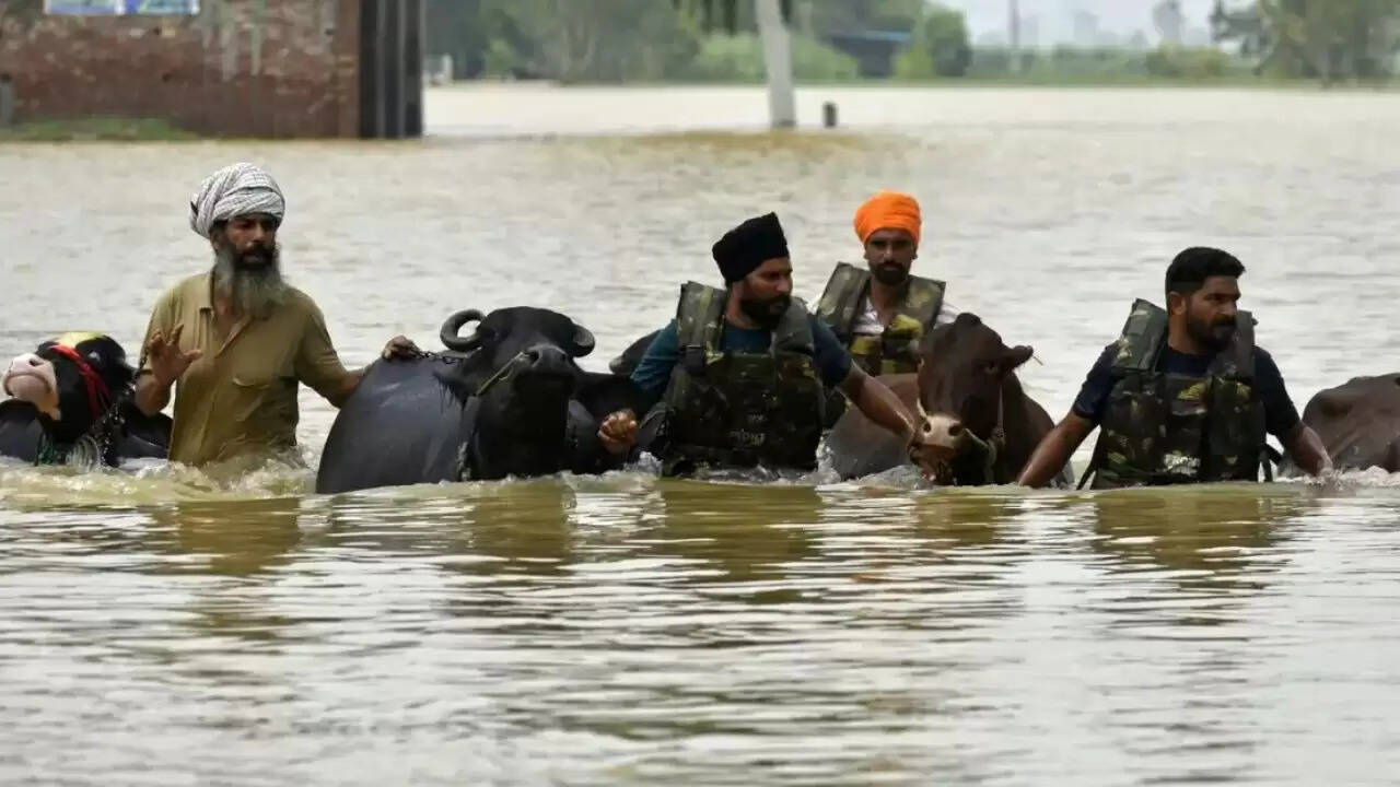पंजाब में बाढ़ के बाद पशुओं की सुरक्षा के लिए सरकार की नई पहल
