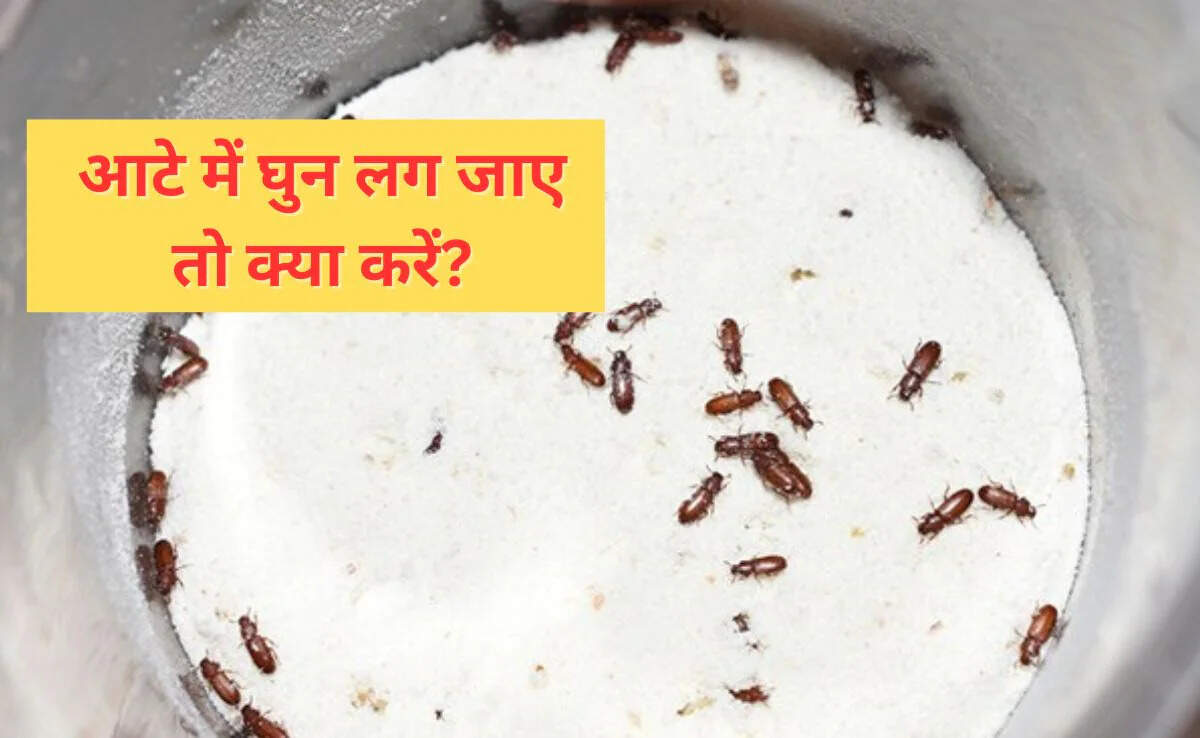 आटे में कीड़ों से बचने के सरल और प्रभावी उपाय
