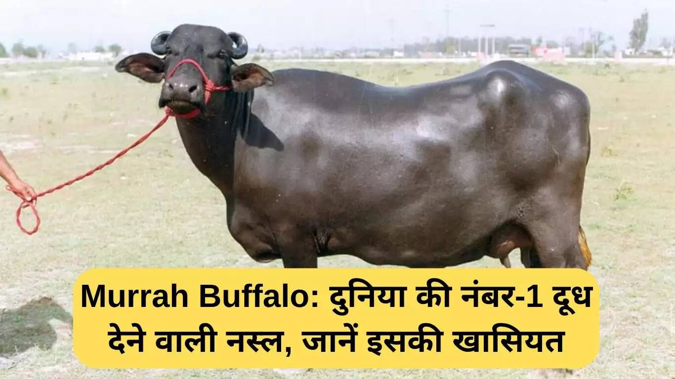 मुर्रा भैंस: दूध उत्पादन में विश्व की नंबर-1 नस्ल की विशेषताएँ
