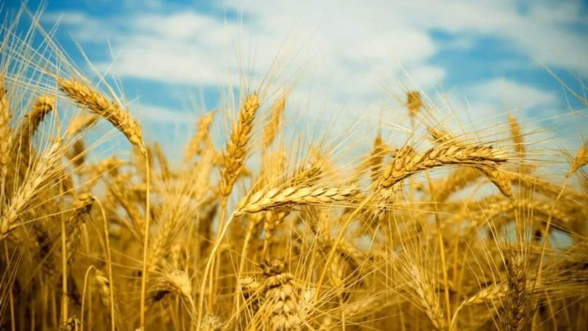 गेहूं की 10 बेहतरीन किस्में: अधिक उत्पादन के लिए जानें