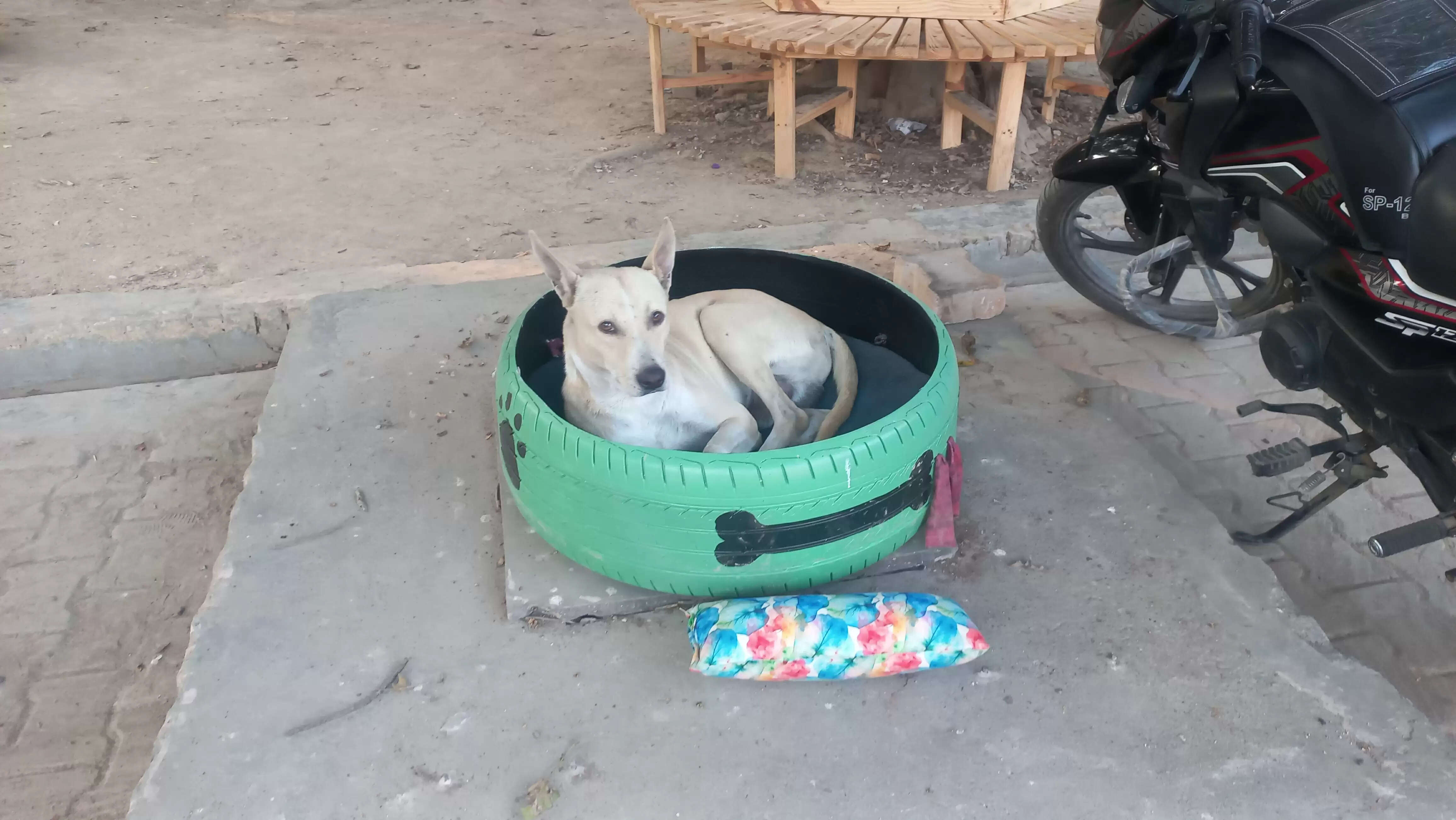 बागपत कलेक्ट्रेट बना पक्षियों और कुत्तों का आशियाना, वेस्ट टू वंडर प्लान ने दी नई दिशा