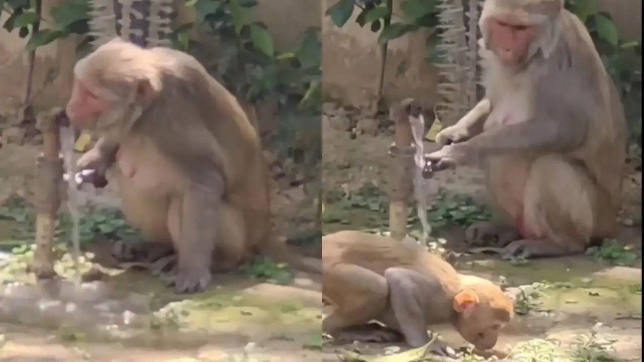 गर्मी में बंदर ने दिखाया जल संरक्षण का अनोखा उदाहरण, वीडियो हुआ वायरल