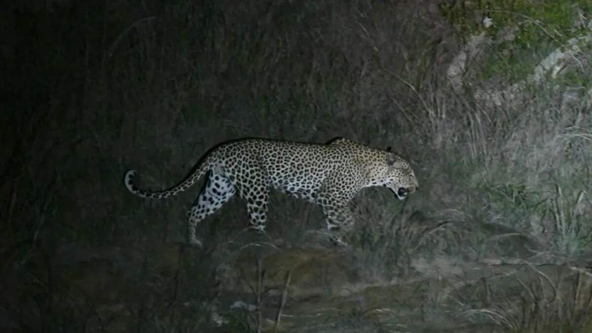 पंजोखरा में तेंदुए की sightings से ग्रामीणों में दहशत