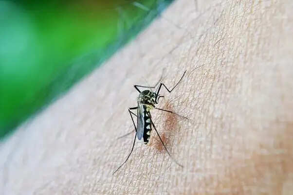 गर्मी में मच्छरों से छुटकारा पाने का आसान उपाय