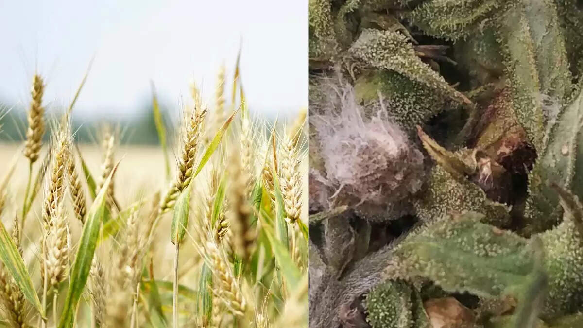 Fusarium Graminearum: अमेरिका में कृषि आतंकवाद का खतरा