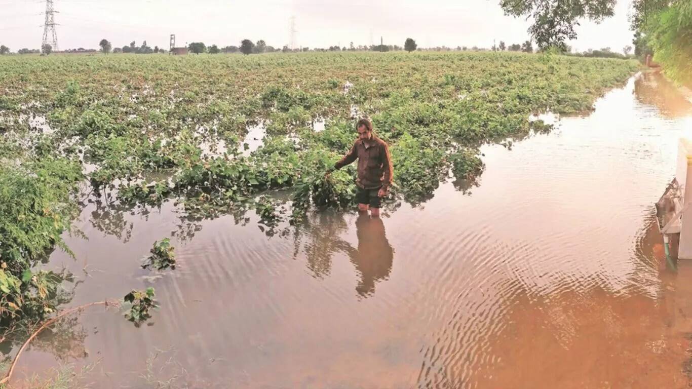 यमुना नदी में जलस्तर में कमी, किसानों की फसलें प्रभावित