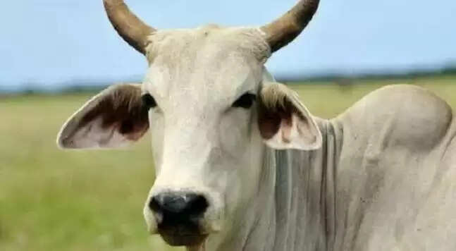 मध्य प्रदेश के बिशनखेड़ा गांव की अनोखी दूध परंपरा