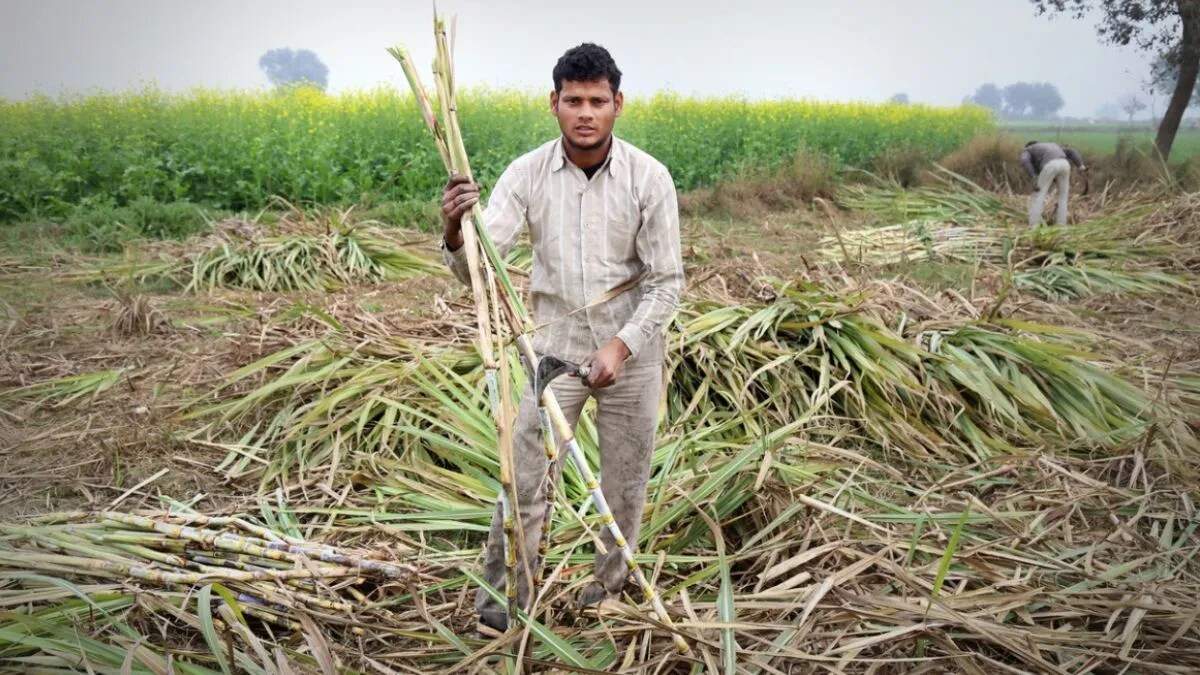 गन्ना किसानों के लिए सरकार की नई योजना: 5000 रुपये प्रति एकड़ अनुदान