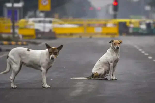 सुप्रीम कोर्ट का आवारा कुत्तों के खिलाफ सख्त आदेश