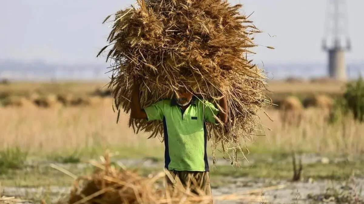 भारत में गेहूं उत्पादन में गिरावट की आशंका, लेकिन कीमतें स्थिर रहने की उम्मीद