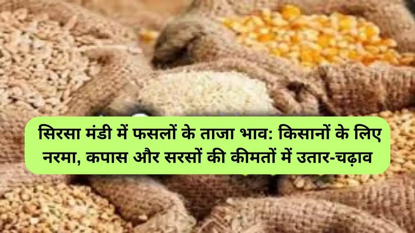 सिरसा मंडी में फसलों के ताजा भाव: नरमा, कपास और सरसों की कीमतों में उतार-चढ़ाव