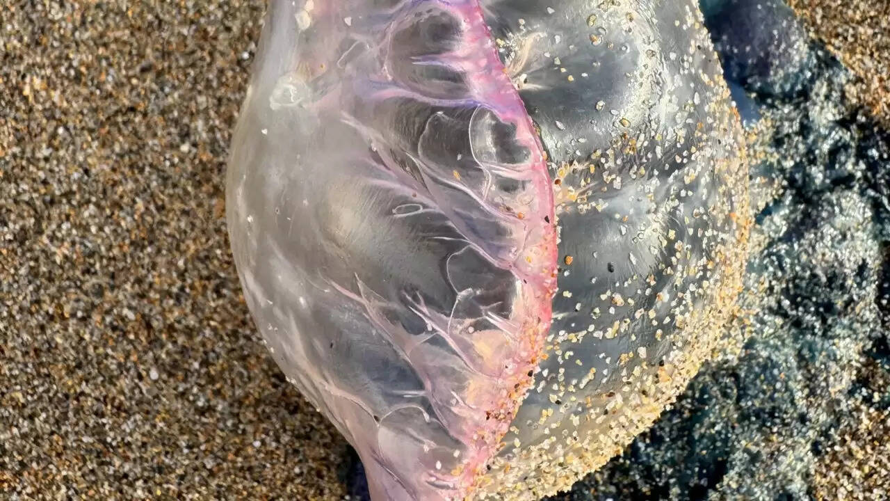 वेल्स के समुद्र तट पर पुर्तगाली मैन ओ' वार की चेतावनी