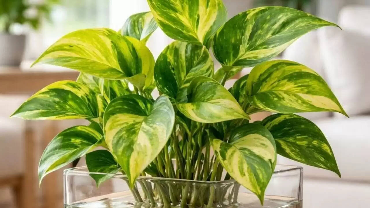 सर्दियों में मनी प्लांट की देखभाल के लिए उपयोगी टिप्स