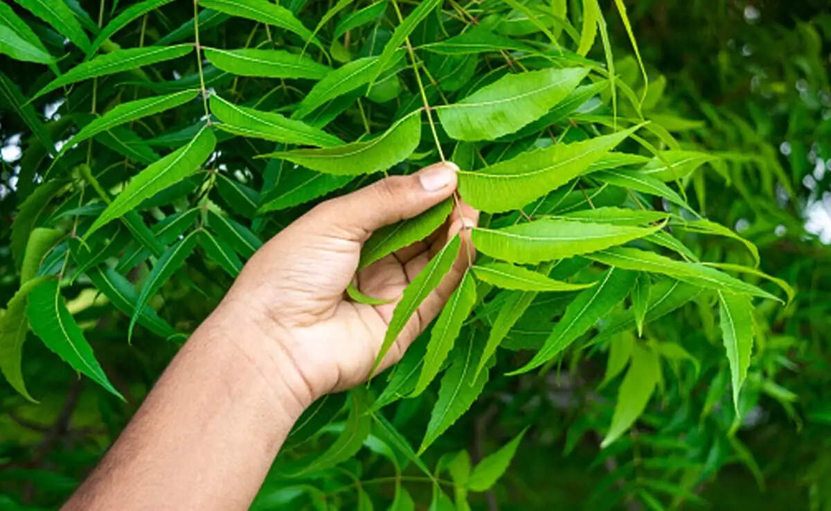 फोड़े-फुंसियों से राहत पाने के लिए आयुर्वेदिक उपाय