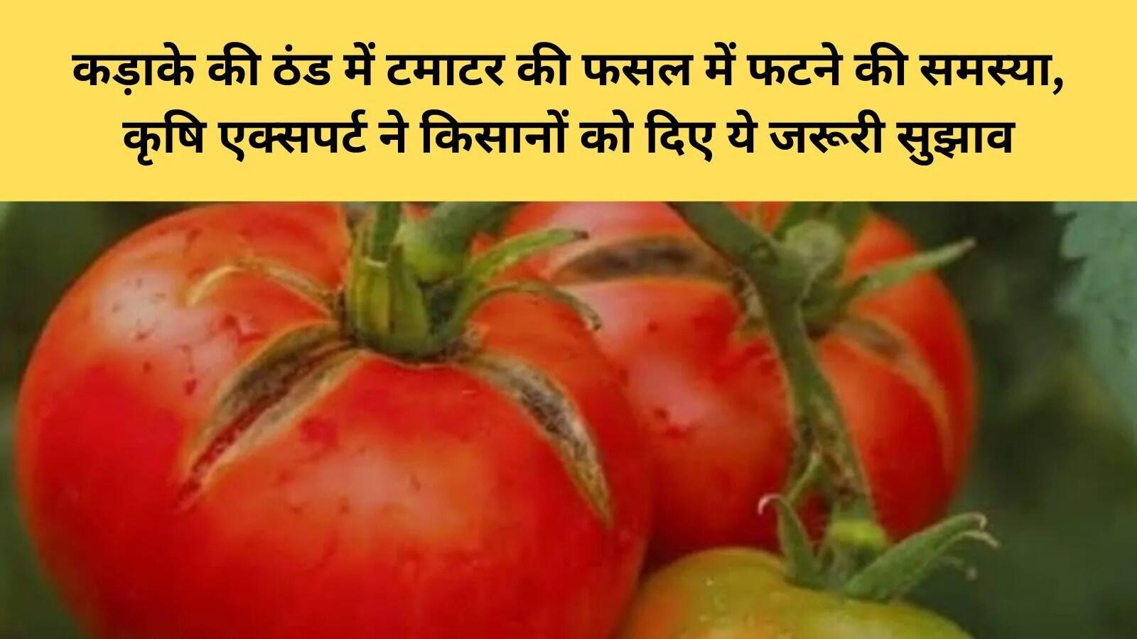 सर्दियों में टमाटर की फसल को सुरक्षित रखने के उपाय