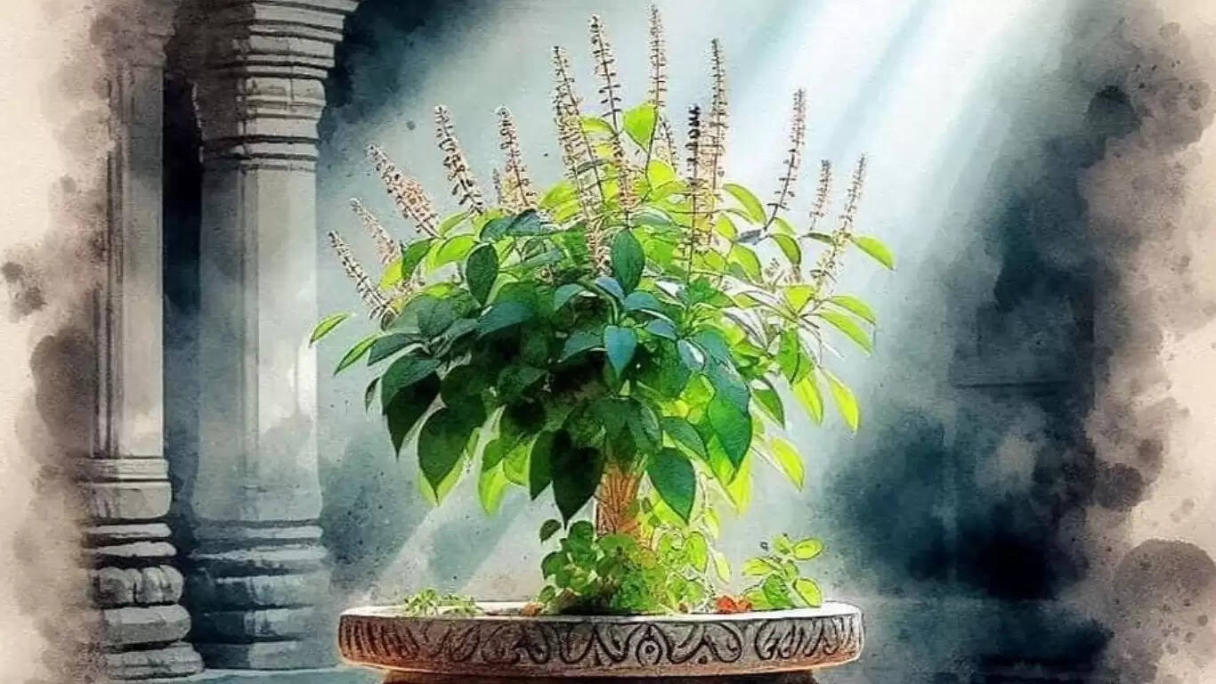 तुलसी तोड़ने के सही नियम: जानें कैसे करें सही चयन