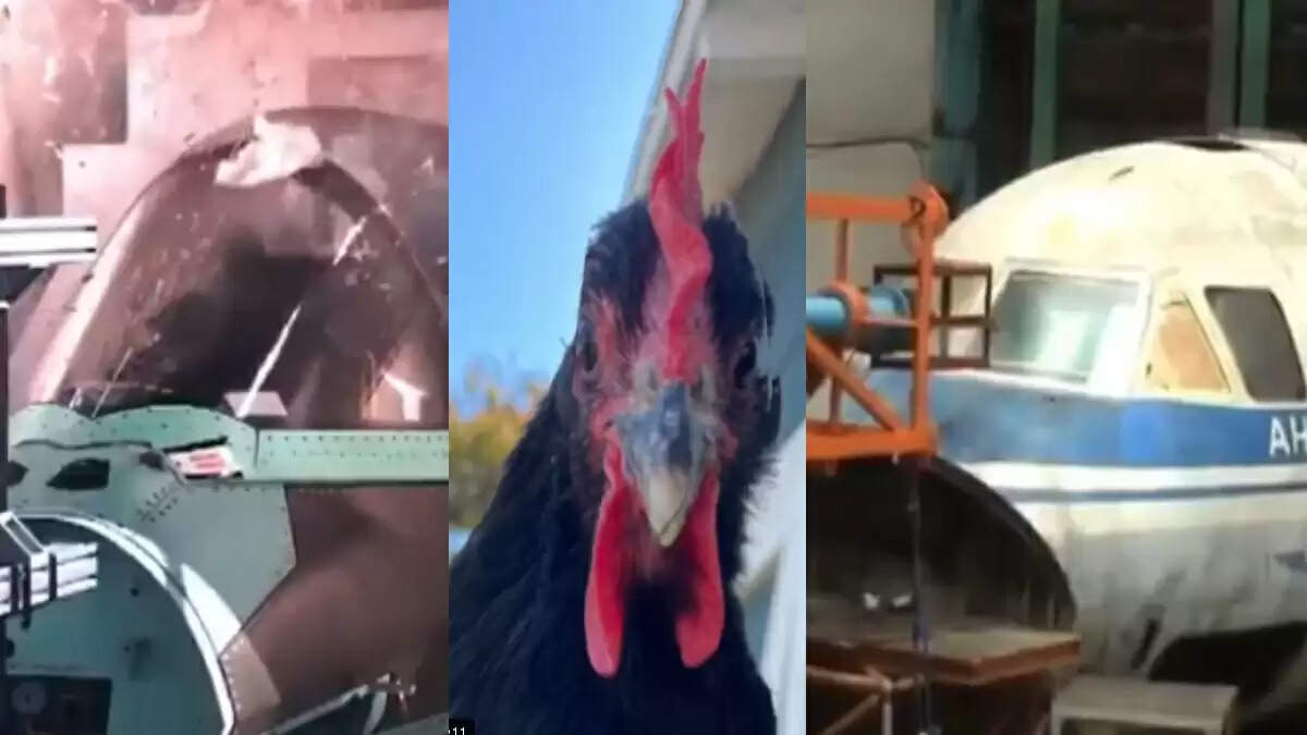 चिकन गन टेस्ट: विमान की सुरक्षा के लिए अनिवार्य परीक्षण