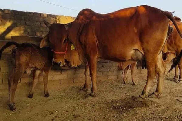 हरियाणा में डेयरी प्रशिक्षण शिविर से पशुपालकों की आय बढ़ाने की पहल