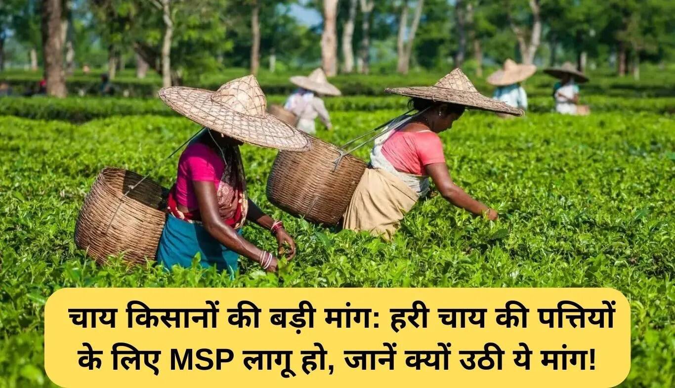 चाय उत्पादकों की MSP की मांग: हरी चाय के लिए न्यूनतम समर्थन मूल्य की आवश्यकता