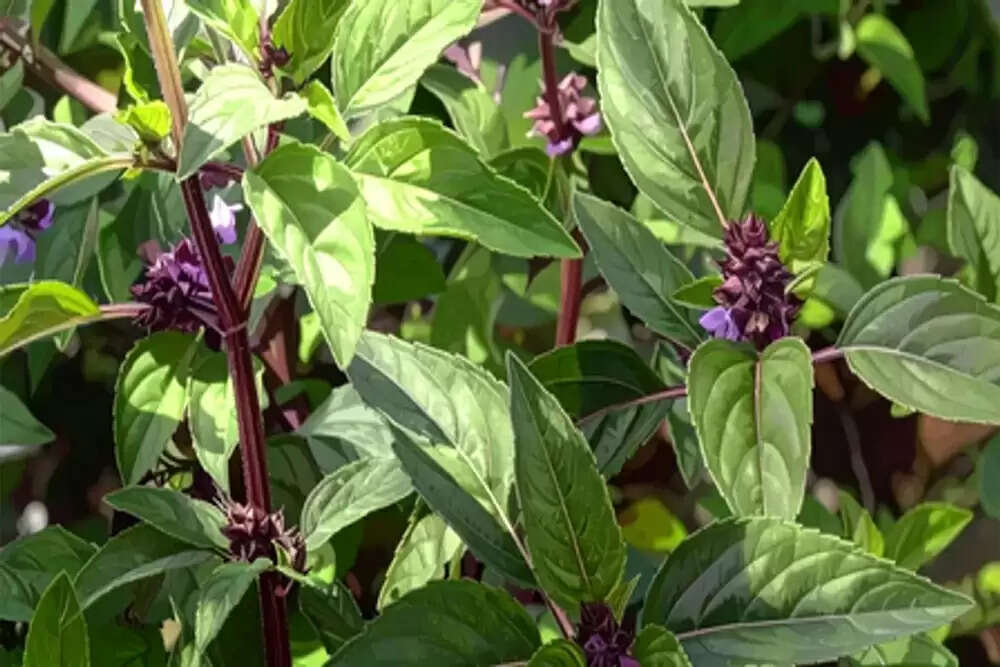 मरुआ: सर्दियों में स्वास्थ्य के लिए एक आयुर्वेदिक चमत्कार