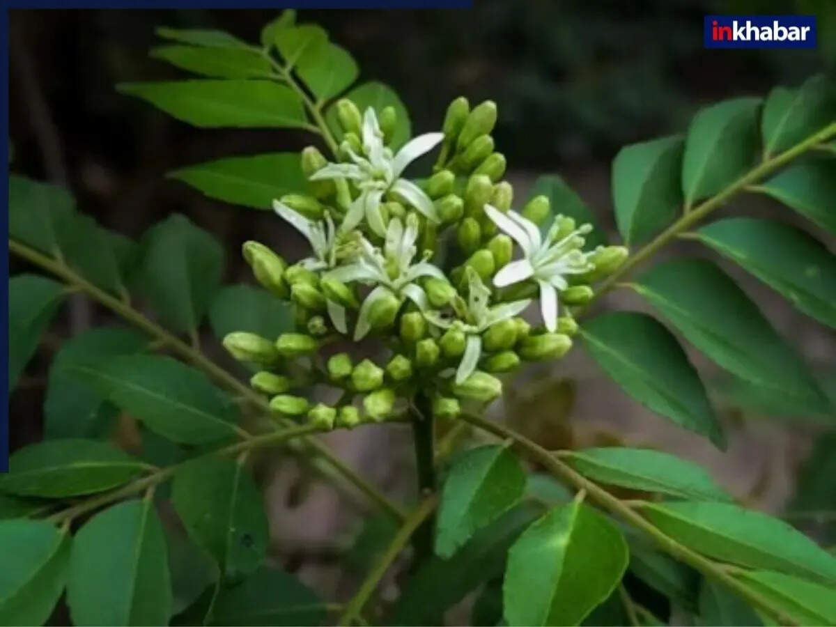 करी पत्ते के अद्भुत स्वास्थ्य लाभ