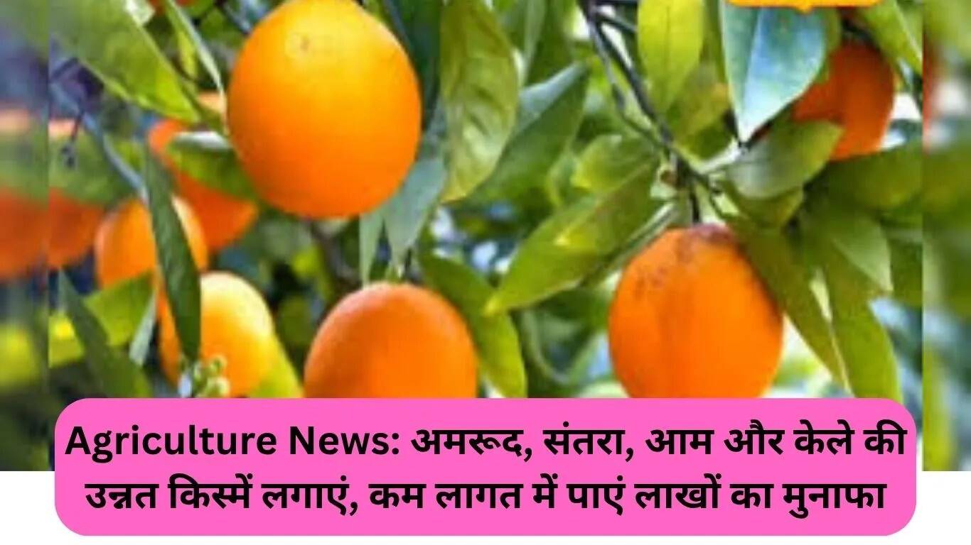 फलों की खेती से कम लागत में लाखों का लाभ: जानें कैसे
