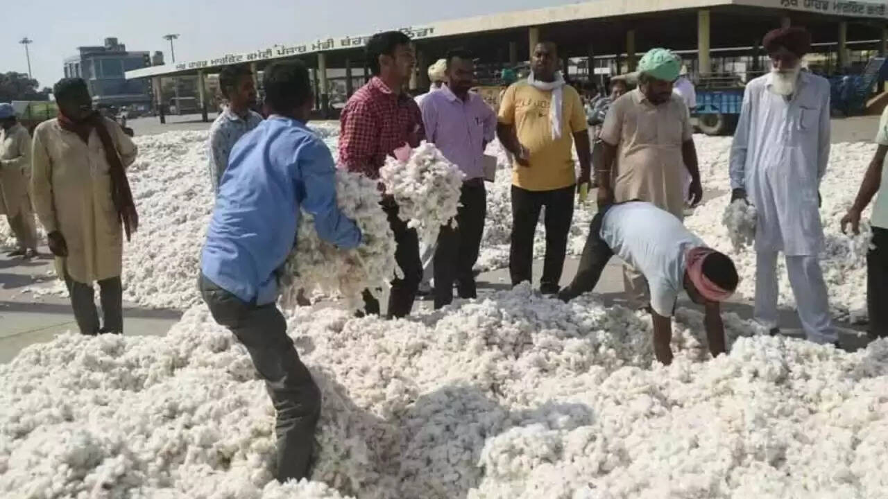 पंजाब सरकार का किसानों के लिए बड़ा कदम: कपास की कीमतों में सुधार