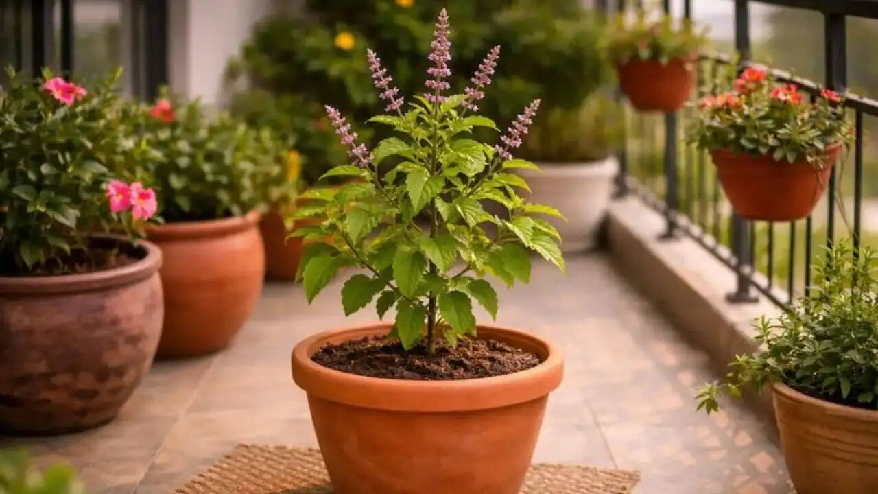 तुलसी के पौधे की देखभाल: नर्सरी से लाने के बाद क्या करें