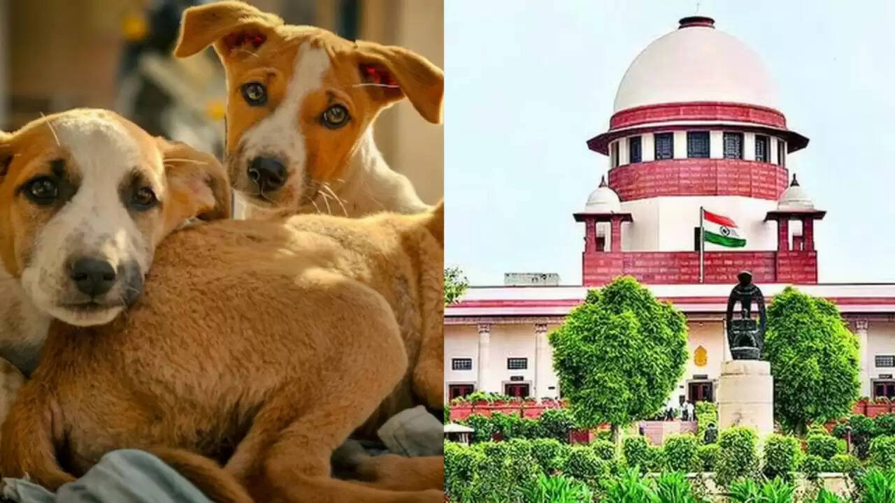 दिल्ली एनसीआर में आवारा कुत्तों का मामला: सुप्रीम कोर्ट आज सुनाएगा अंतिम फैसला
