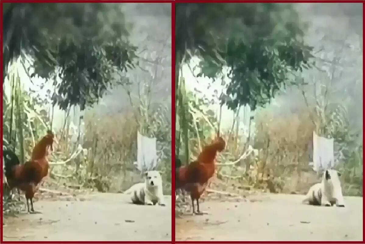 कुत्ते और मुर्गे की अनोखी लड़ाई: सोशल मीडिया पर वायरल हुआ मजेदार वीडियो