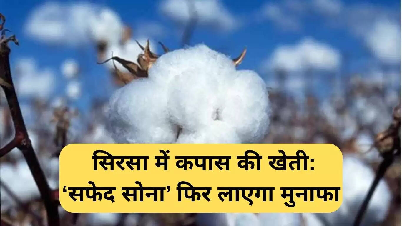 सिरसा में कपास की खेती: नई तकनीकों से फिर से चमकता 'सफेद सोना'