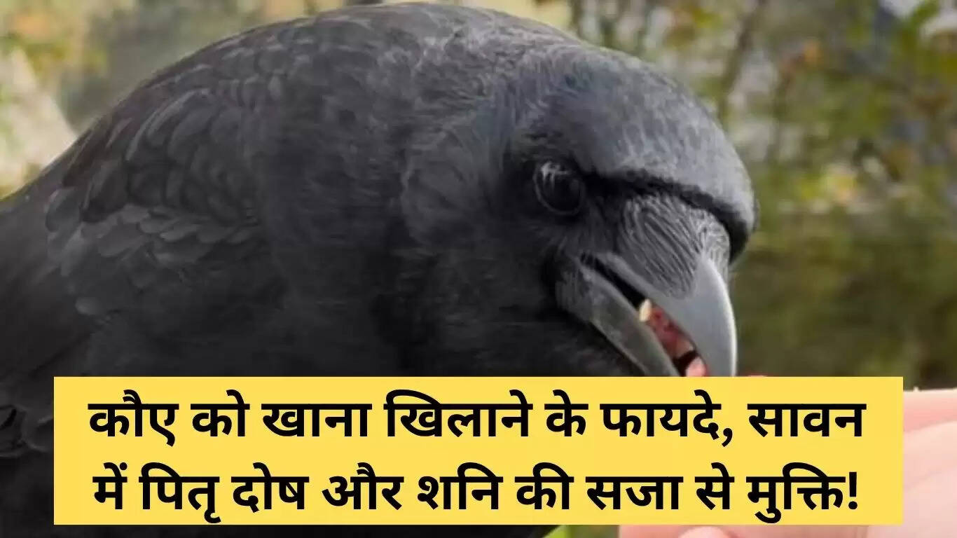 सावन में कौए को खाना खिलाने के अद्भुत लाभ
