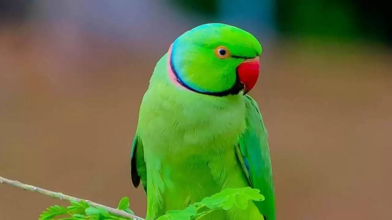 खरगोन में तोतों की रहस्यमय मौतें: प्रशासन ने शुरू की जांच