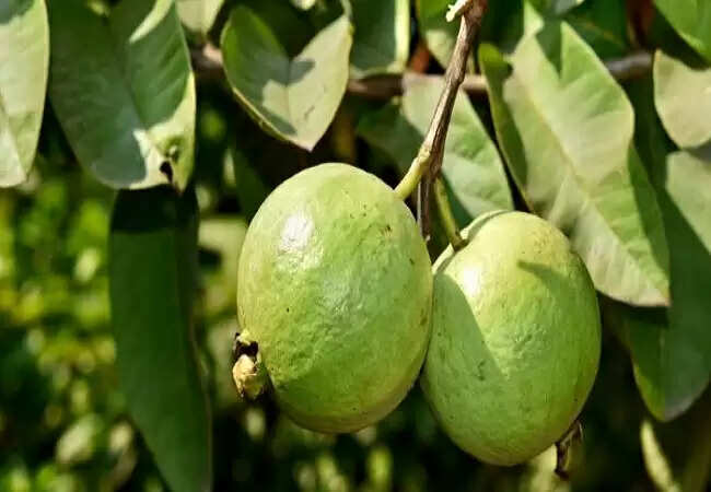 अमरूद के स्वास्थ्य लाभ: जानें इसके फायदे और सावधानियां