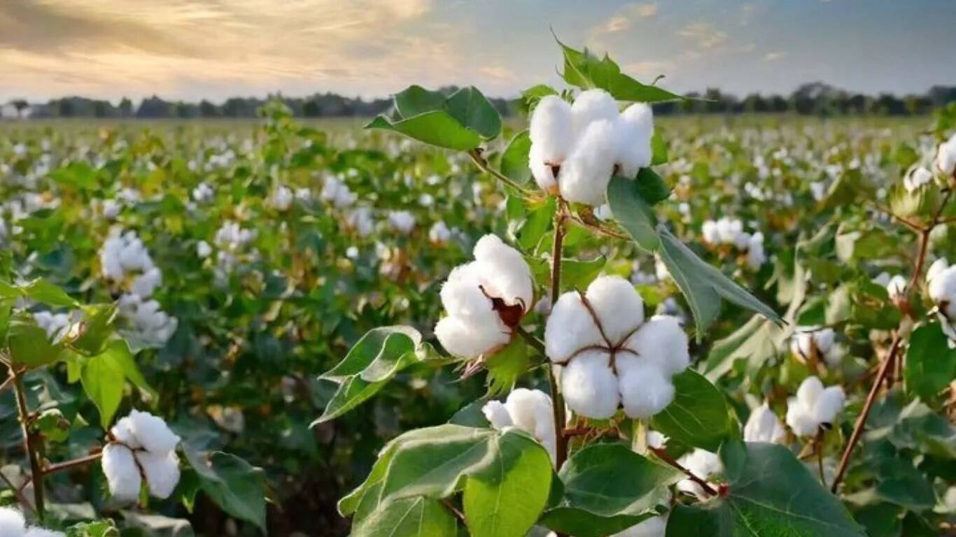सिरसा के कपास किसानों के लिए MSP खरीद की तैयारी शुरू