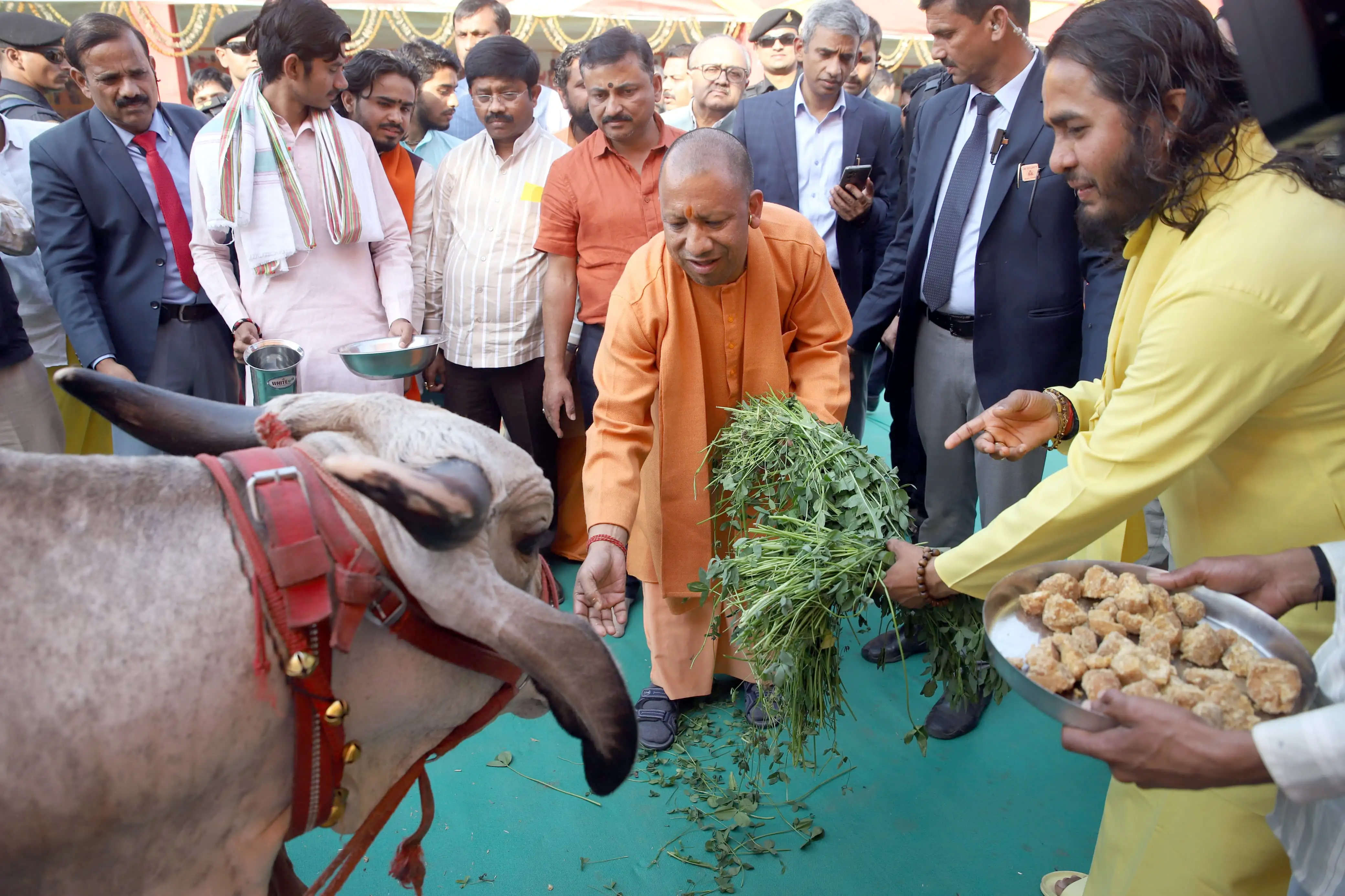 महाकुम्भ मेला क्षेत्र में बने सतुवा बाबा के पण्डाल में गायों को गुड खिलाते मुख्यमंत्री योगी आदित्यनाथ