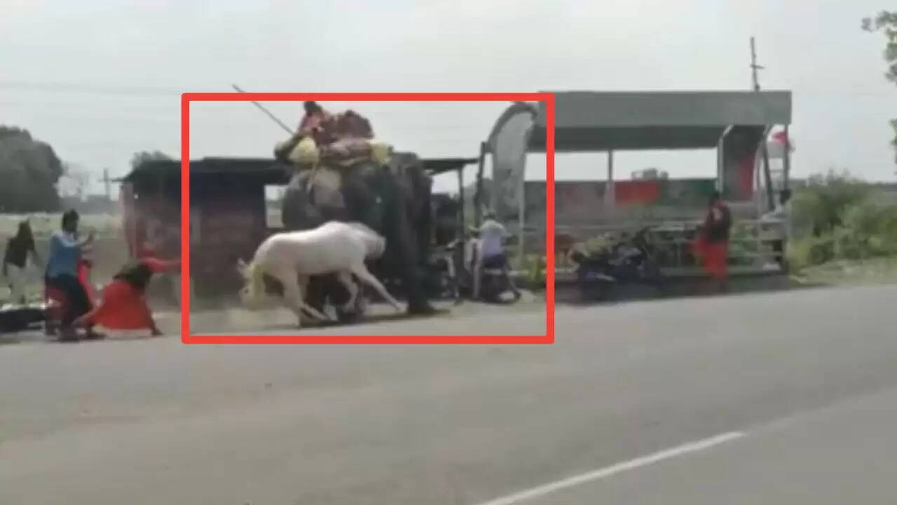 रतलाम में हाथी और घोड़े की अनोखी भिड़ंत का वीडियो वायरल