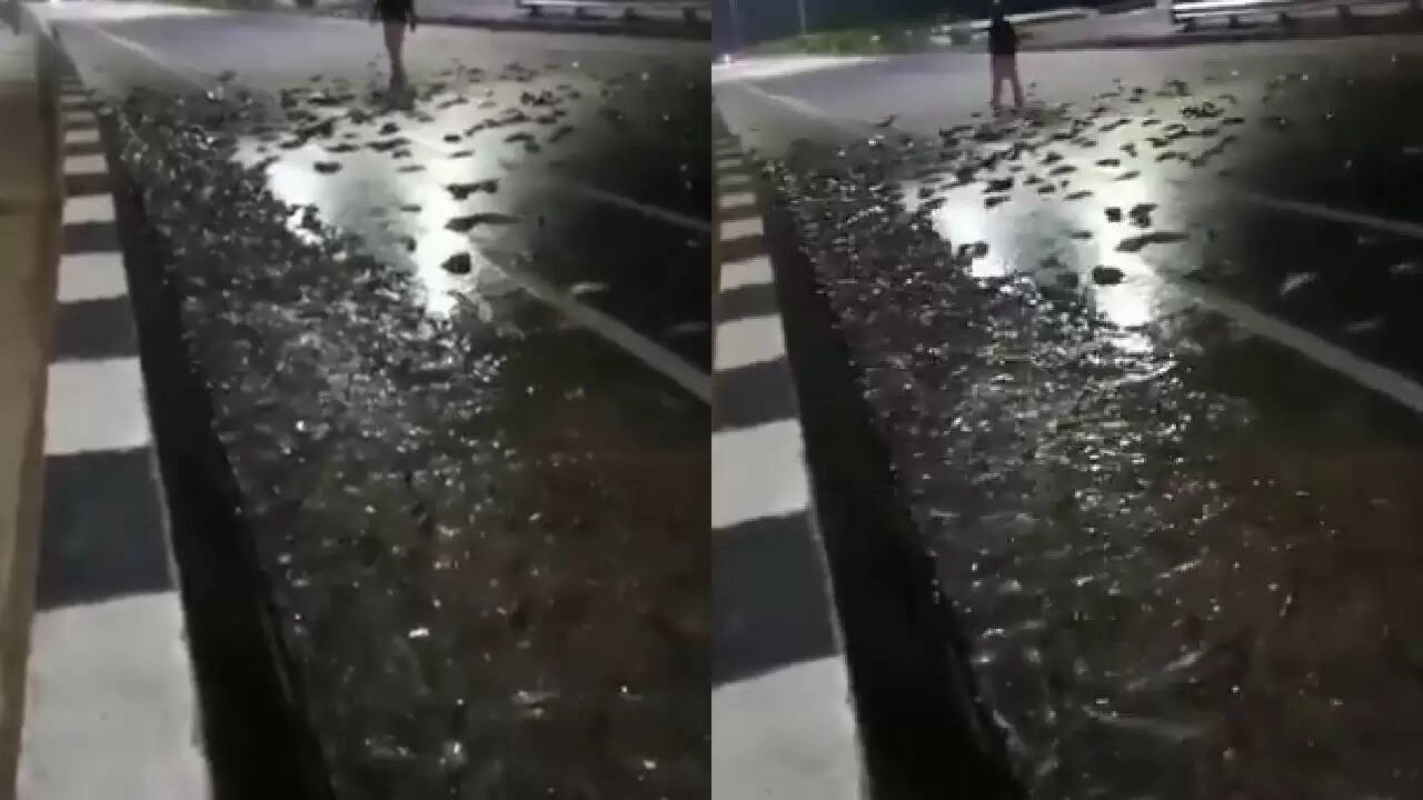 कानपुर हाईवे पर मछलियों की लूट का अजीब नज़ारा