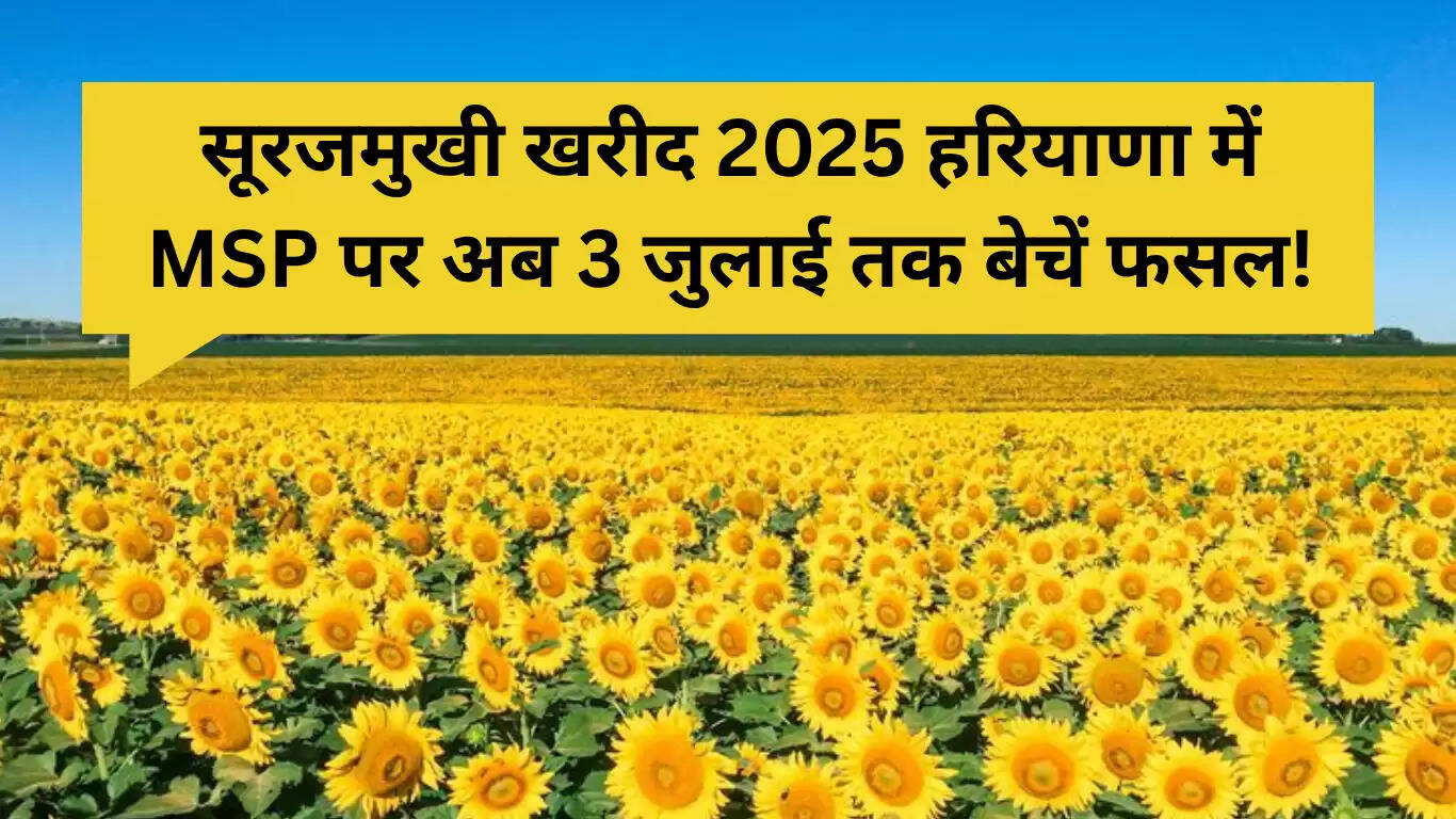 हरियाणा में सूरजमुखी खरीद की अवधि बढ़ी, किसानों को मिलेगा MSP का लाभ