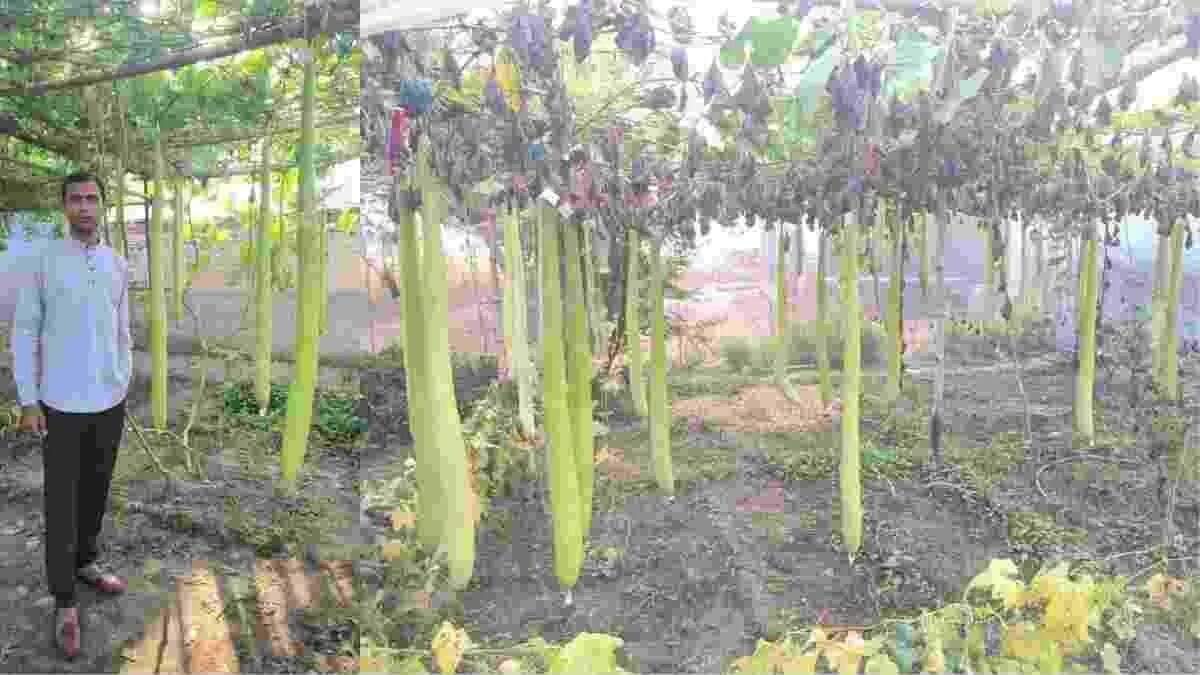 फतेहाबाद के किसान ने लौकी की खेती में किया कमाल