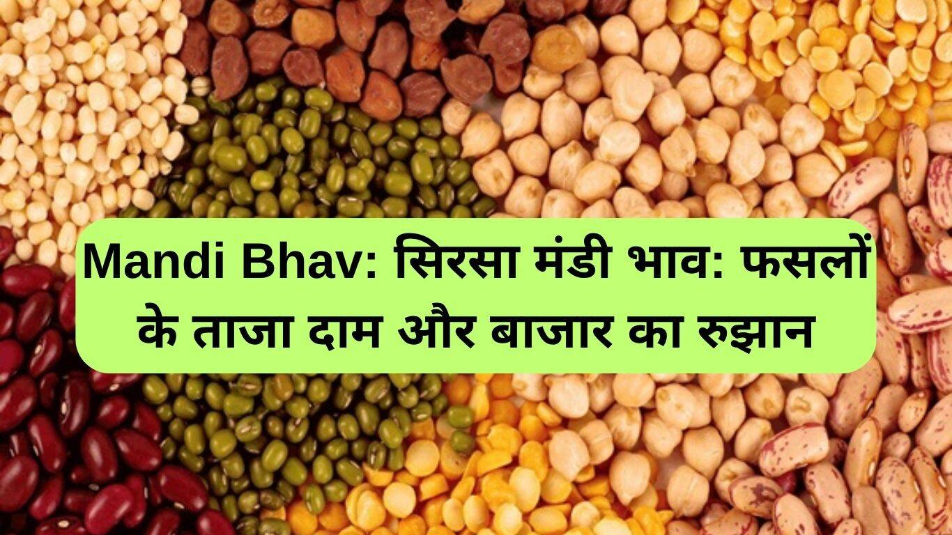 सिरसा मंडी के ताजा भाव: फसलों की कीमतों में उतार-चढ़ाव